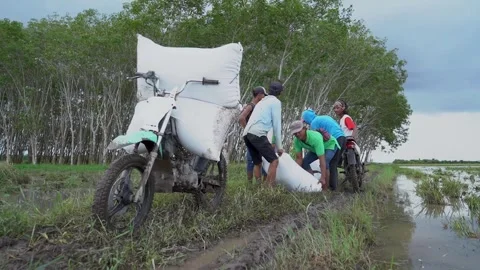 Rice Harvest Stock Footage 287318899