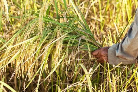 Rice harvest Stock Photos