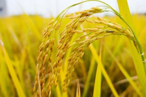 Rice harvest Stock Photos