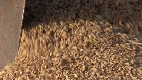 Rice Harvest slow motion Stock Footage 81591791