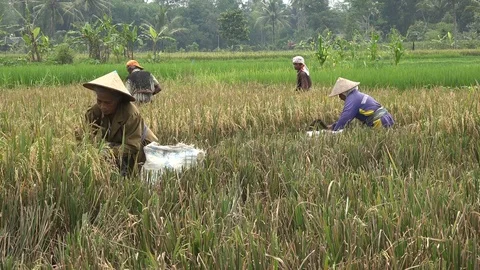 Rice harvest in small village on Java island in Indonesia, Southeast Asia Stock Footage 78467582