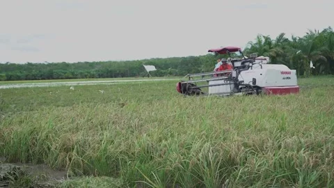Rice Harvest Using Tractors Stock Footage 287318559
