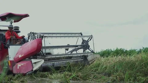 Rice Harvest Using Tractors Stock Footage 287318631