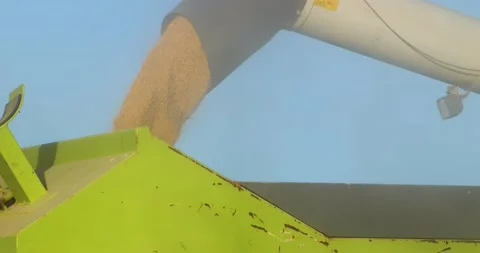Rice harvester unloading the rice grain onto the lorry truck Stock Footage 222987683