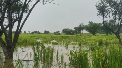 Rice harvester Working In Flooded Rice Paddy Field During Heavy Monsoon Rain Stock Footage 345670785