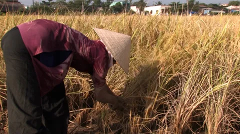 Rice Harvesting Stock Footage 33798649