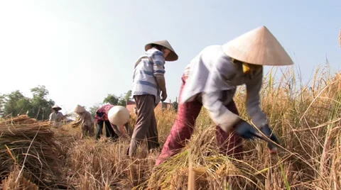 Rice Harvesting Stock Footage 33798819