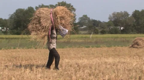 Rice Harvesting Stock Footage 33799114