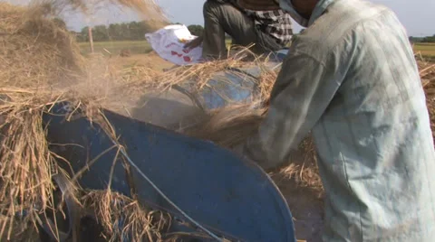 Rice Harvesting Stock Footage 33799145