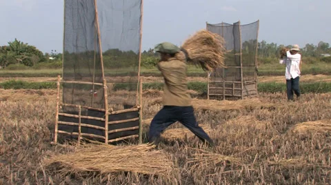 Rice Harvesting Stock Footage 33799203