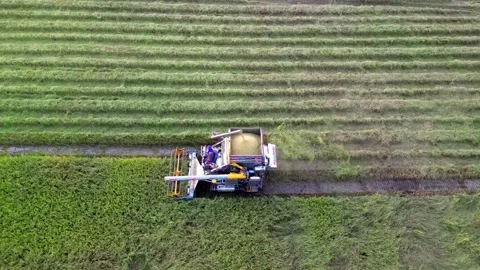 Rice harvesting machine Stock Footage 209997227