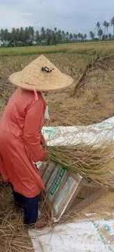 Rice harvesting process Stock Photos