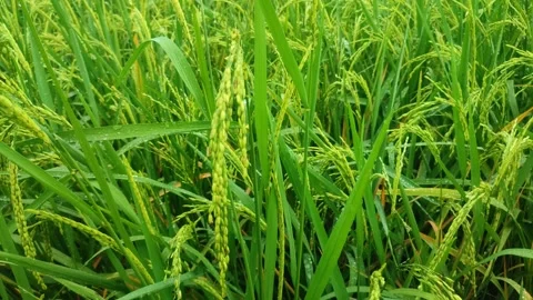 The rice that has borne fruit sways gently in the wind Stock Footage 309788022