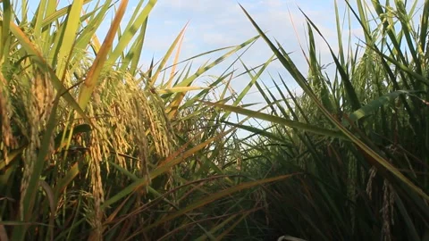 Rice that has started to turn yellow Stock Footage 259200143