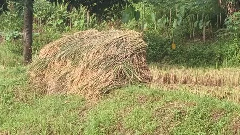 Rice Haystack Stock Photos