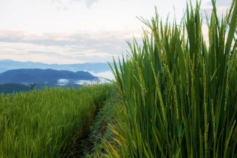 Rice on hill with sky. Foto stock