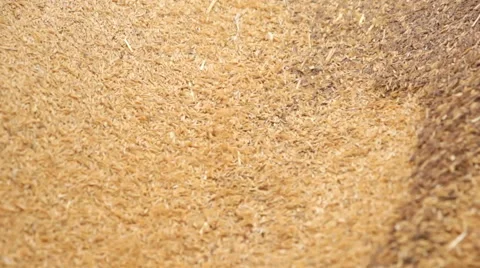 Rice Husk from milling machine Stock Footage 60608330