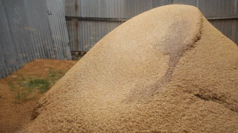 Rice Husk from milling machine Video stock 60608539