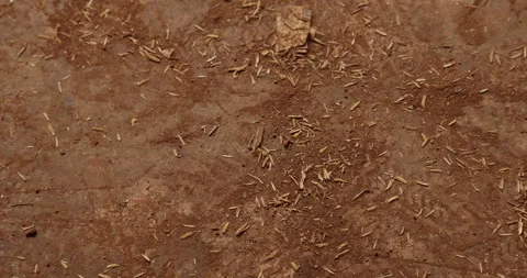 Rice husk scattered on the ground Stock Footage 324155591