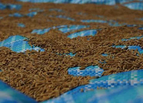 Rice Husks Foto stock