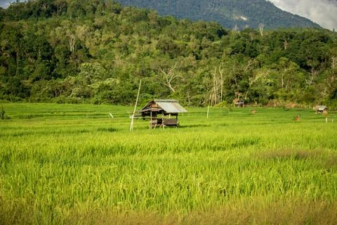 Rice hut Stock Photos