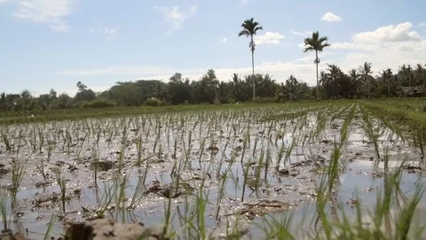 Rice in an irrigated field Stock Footage 93782518