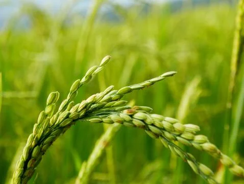 Rice Kernel From Rice terrace. Stockfoto's
