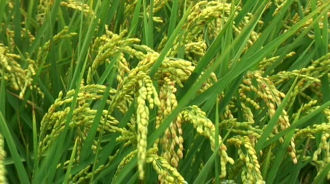 Rice kernels before harvest (closeup) Stock Footage 439610