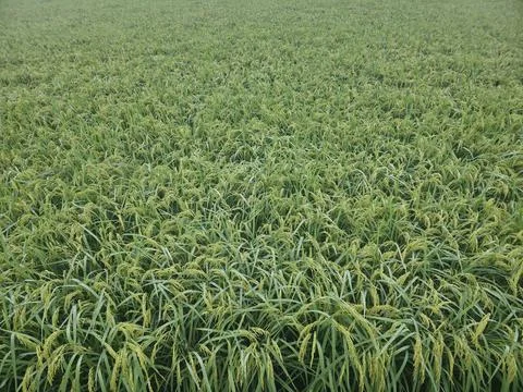 Rice Landscape Foto stock