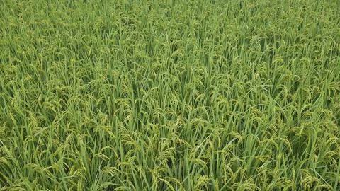 Rice Landscape Foto stock