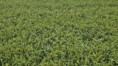 Rice Landscape Foto stock