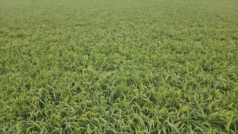 Rice Landscape Foto stock