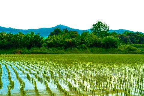 Rice. A large area of rice seedlings growing in the fields of Korea. Foto stock