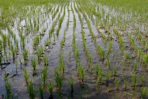 Rice leaf beginning stage Foto stock