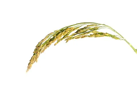 Rice leaf on nature background.. Stock Photos