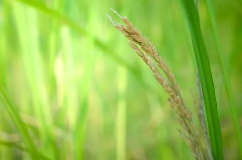 Rice leaf on nature background. Stock Photos