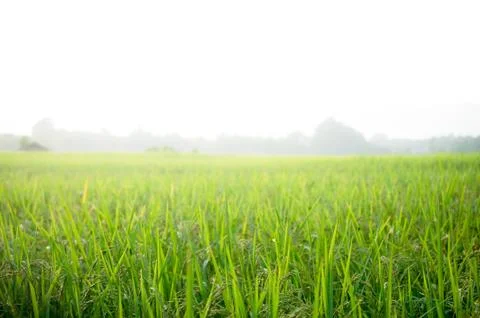 Rice leaf on nature background. Stock Photos