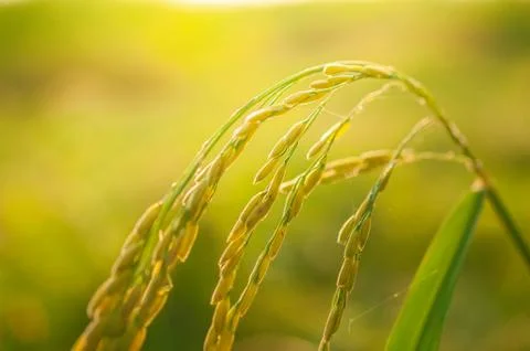 Rice leaf on nature background.. Stock Photos