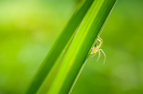 Rice leaf on nature background. Stock Photos