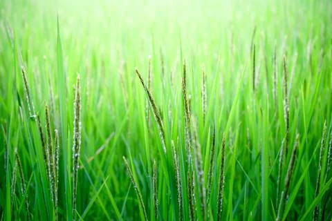 Rice leaf on nature background. Stock Photos
