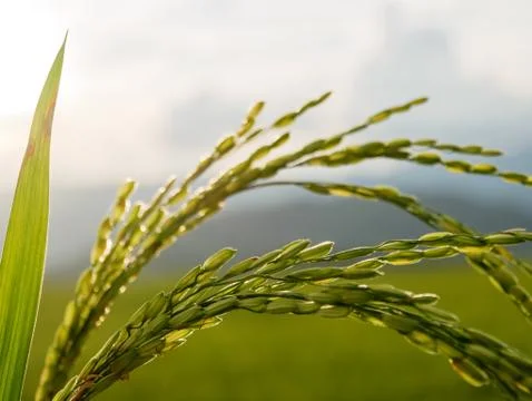 Rice with a Leaf. Stockfoto's