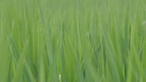 Rice leaf shaking 스톡 동영상 87138107