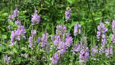 Rice leaf-tier butterfly &amp; physostegia flowers Stock Footage 83370211