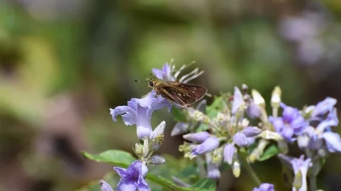 Rice leaf-tier butterfly shitting Stock Footage 83370317