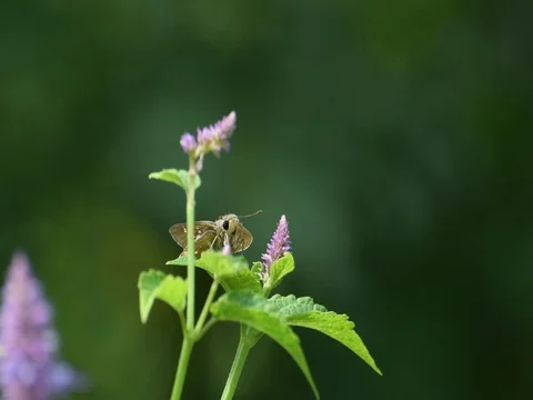 Rice leaf-tier butterfly sitting Stock Footage 83370199