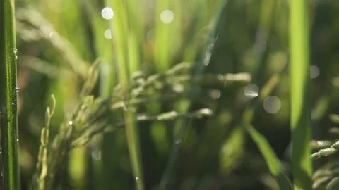 Rice leaves develop wind. Bali Indonesia Video stock 124002806