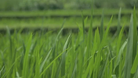 Rice leaves moving in the wind in rice terraces, in Bali, Indonesia Stock Footage 222237394