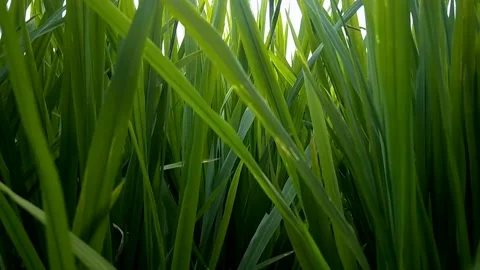 Rice leaves in the rice fields at sunset 動画素材 205041328