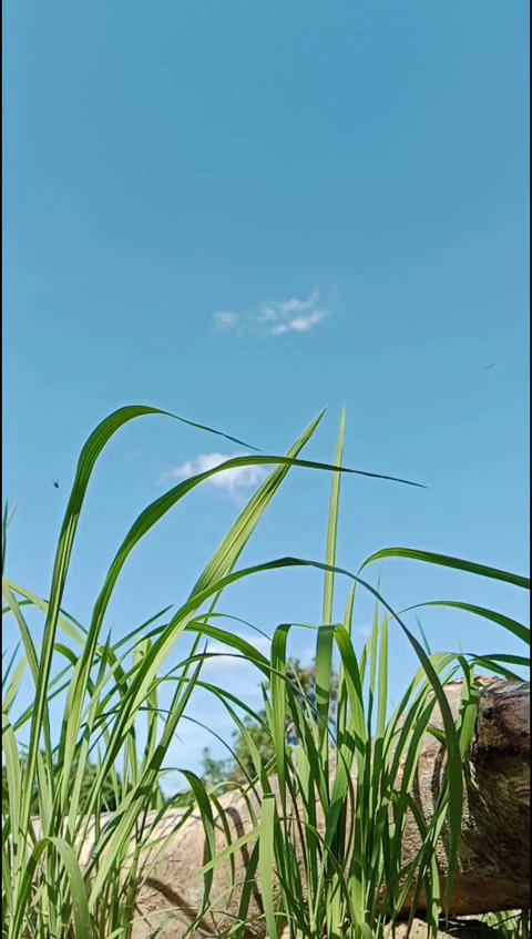 Rice Leaves Swaying Under Blue Sky in Sunny Field Stock Footage 336699334