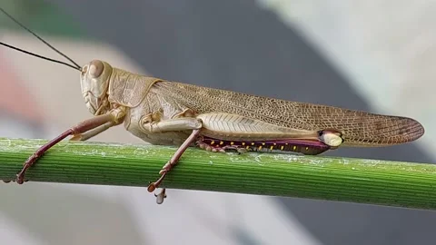 The rice locust clings to tree trunks Stock Footage 232555881